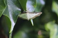 Cydalima perspectalis