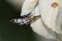 Anania hortulata