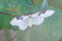 Idaea rusticata