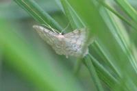 Idaea fuscovenosa