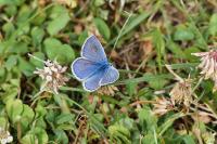 Polyommatus icarus