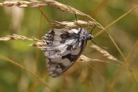 Melanargia galathea