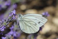 Pieris napi