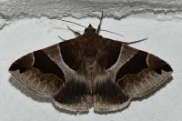 Dysgonia algira