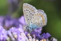 Polyommatus icarus