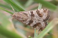 Nomophila noctuella