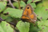 Pyronia tithonus