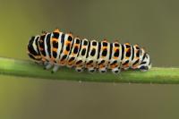 Papilio machaon