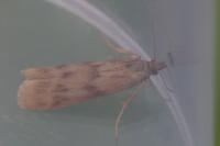 Homoeosoma sinuella