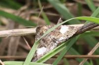 Tyta luctuosa