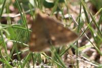 Pyrausta despicata