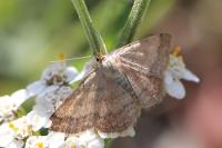 Scopula rubiginata