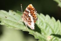 Araschnia levana