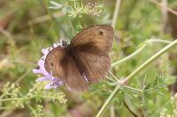 Maniola jurtina