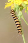 Tyria jacobaeae