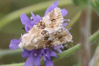 Eremobia ochroleuca