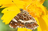 Araschnia levana