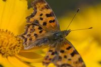 Polygonia c-album