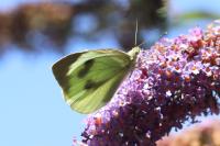 Pieris brassicae