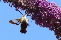 Hemaris fuciformis