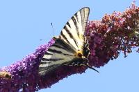 Iphiclides podalirius