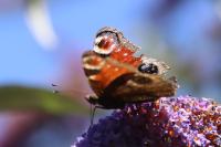 Aglais io