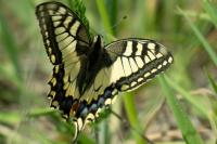 Papilio machaon