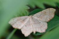 Idaea emarginata