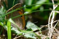 Lycaena phlaeas