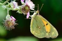 Colias crocea