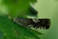 Grapholita compositella