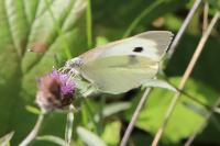 Pieris brassicae