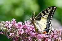 Papilio machaon