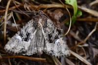 Mesapamea secalella/secalis