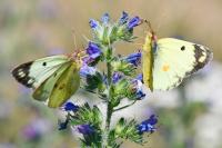 Colias alfacariensis
