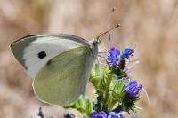 Pieris brassicae