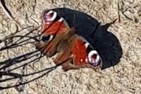 Aglais io