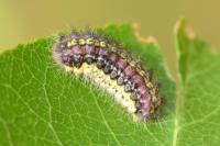 Aglaope infausta