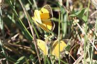 Colias crocea