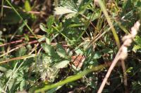 Euclidia glyphica