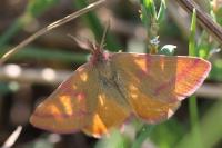 Lythria purpuraria