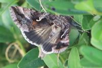Autographa gamma