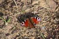 Aglais io