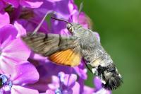 Macroglossum stellatarum