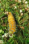 Saturnia pyri