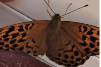 Argynnis paphia
