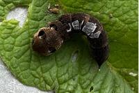 Deilephila elpenor