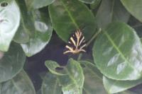 Euplagia quadripunctaria