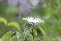 Iphiclides podalirius
