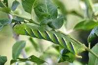 Acherontia atropos